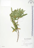中文名:車桑子(S010573)學名:Dodonaea viscosa (L.) Jacq.(S010573)英文名:Switch Sorrel