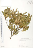 中文名:車桑子(S017059)學名:Dodonaea viscosa (L.) Jacq.(S017059)英文名:Switch Sorrel