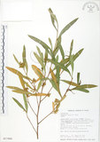 中文名:車桑子(S017496)學名:Dodonaea viscosa (L.) Jacq.(S017496)英文名:Switch Sorrel