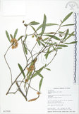 中文名:車桑子(S017550)學名:Dodonaea viscosa (L.) Jacq.(S017550)英文名:Switch Sorrel