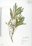 中文名:車桑子(S030671)學名:Dodonaea viscosa (L.) Jacq.(S030671)英文名:Switch Sorrel