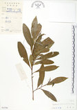 中文名:車桑子(S032700)學名:Dodonaea viscosa (L.) Jacq.(S032700)英文名:Switch Sorrel