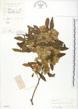 中文名:車桑子(S033911)學名:Dodonaea viscosa (L.) Jacq.(S033911)英文名:Switch Sorrel