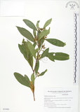 中文名:車桑子(S035080)學名:Dodonaea viscosa (L.) Jacq.(S035080)英文名:Switch Sorrel