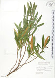 中文名:車桑子(S043474)學名:Dodonaea viscosa (L.) Jacq.(S043474)英文名:Switch Sorrel