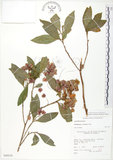 中文名:車桑子(S049218)學名:Dodonaea viscosa (L.) Jacq.(S049218)英文名:Switch Sorrel