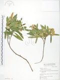 中文名:車桑子(S050074)學名:Dodonaea viscosa (L.) Jacq.(S050074)英文名:Switch Sorrel