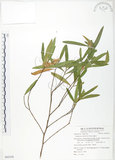 中文名:車桑子(S062358)學名:Dodonaea viscosa (L.) Jacq.(S062358)英文名:Switch Sorrel