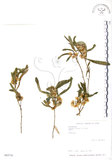 中文名:車桑子(S063716)學名:Dodonaea viscosa (L.) Jacq.(S063716)英文名:Switch Sorrel