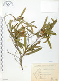 中文名:車桑子(S065690)學名:Dodonaea viscosa (L.) Jacq.(S065690)英文名:Switch Sorrel