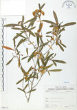 中文名:車桑子(S066114)學名:Dodonaea viscosa (L.) Jacq.(S066114)英文名:Switch Sorrel