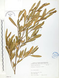 中文名:車桑子(S066132)學名:Dodonaea viscosa (L.) Jacq.(S066132)英文名:Switch Sorrel