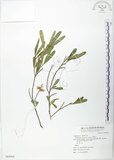 中文名:車桑子(S068966)學名:Dodonaea viscosa (L.) Jacq.(S068966)英文名:Switch Sorrel