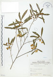 中文名:車桑子(S071311)學名:Dodonaea viscosa (L.) Jacq.(S071311)英文名:Switch Sorrel