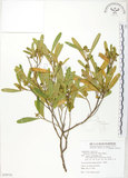 中文名:車桑子(S079731)學名:Dodonaea viscosa (L.) Jacq.(S079731)英文名:Switch Sorrel