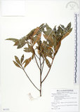 中文名:車桑子(S081222)學名:Dodonaea viscosa (L.) Jacq.(S081222)英文名:Switch Sorrel