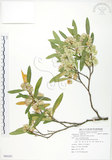 中文名:車桑子(S086283)學名:Dodonaea viscosa (L.) Jacq.(S086283)英文名:Switch Sorrel