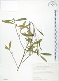 中文名:車桑子(S090041)學名:Dodonaea viscosa (L.) Jacq.(S090041)英文名:Switch Sorrel