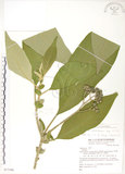 中文名:野煙樹(S077106)學名:Solanum mauritianum Scop.(S077106)