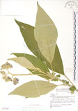 中文名:野煙樹(S077107)學名:Solanum mauritianum Scop.(S077107)
