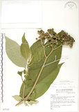 中文名:野煙樹(S077125)學名:Solanum mauritianum Scop.(S077125)