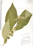 中文名:野煙樹(S077126)學名:Solanum mauritianum Scop.(S077126)