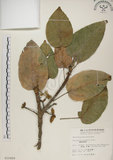 中文名:蘭嶼蘋婆(S010409)學名:Sterculia ceramica R. Brown.(S010409)英文名:Lanyu sterculia