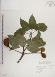 中文名:蘭嶼蘋婆(S028147)學名:Sterculia ceramica R. Brown.(S028147)英文名:Lanyu sterculia