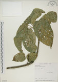 中文名:蘭嶼蘋婆(S030650)學名:Sterculia ceramica R. Brown.(S030650)英文名:Lanyu sterculia