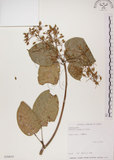中文名:蘭嶼蘋婆(S030654)學名:Sterculia ceramica R. Brown.(S030654)英文名:Lanyu sterculia