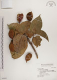 中文名:蘭嶼蘋婆(S042893)學名:Sterculia ceramica R. Brown.(S042893)英文名:Lanyu sterculia