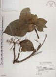 中文名:蘭嶼蘋婆(S042894)學名:Sterculia ceramica R. Brown.(S042894)英文名:Lanyu sterculia