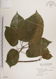 中文名:蘭嶼蘋婆(S046945)學名:Sterculia ceramica R. Brown.(S046945)英文名:Lanyu sterculia