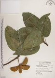 中文名:蘭嶼蘋婆(S054222)學名:Sterculia ceramica R. Brown.(S054222)英文名:Lanyu sterculia