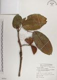 中文名:蘭嶼蘋婆(S062935)學名:Sterculia ceramica R. Brown.(S062935)英文名:Lanyu sterculia