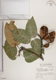 中文名:蘭嶼蘋婆(S068692)學名:Sterculia ceramica R. Brown.(S068692)英文名:Lanyu sterculia