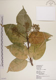 中文名:蘭嶼蘋婆(S072433)學名:Sterculia ceramica R. Brown.(S072433)英文名:Lanyu sterculia