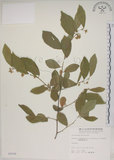 中文名:菱葉捕魚木(S005936)學名:Grewia rhombifolia Kanehira & Sasaki(S005936)英文名:Rhombic-leaved Grewia