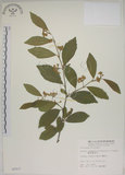 中文名:菱葉捕魚木(S005937)學名:Grewia rhombifolia Kanehira & Sasaki(S005937)英文名:Rhombic-leaved Grewia