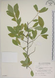 中文名:菱葉捕魚木(S014487)學名:Grewia rhombifolia Kanehira & Sasaki(S014487)英文名:Rhombic-leaved Grewia