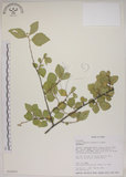 中文名:菱葉捕魚木(S016003)學名:Grewia rhombifolia Kanehira & Sasaki(S016003)英文名:Rhombic-leaved Grewia