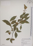 中文名:菱葉捕魚木(S018527)學名:Grewia rhombifolia Kanehira & Sasaki(S018527)英文名:Rhombic-leaved Grewia