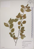 中文名:菱葉捕魚木(S020094)學名:Grewia rhombifolia Kanehira & Sasaki(S020094)英文名:Rhombic-leaved Grewia