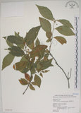 中文名:菱葉捕魚木(S020139)學名:Grewia rhombifolia Kanehira & Sasaki(S020139)英文名:Rhombic-leaved Grewia