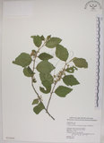 中文名:菱葉捕魚木(S025869)學名:Grewia rhombifolia Kanehira & Sasaki(S025869)英文名:Rhombic-leaved Grewia