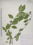 中文名:菱葉捕魚木(S026019)學名:Grewia rhombifolia Kanehira & Sasaki(S026019)英文名:Rhombic-leaved Grewia