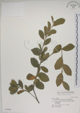 中文名:菱葉捕魚木(S036988)學名:Grewia rhombifolia Kanehira & Sasaki(S036988)英文名:Rhombic-leaved Grewia