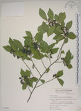 中文名:菱葉捕魚木(S050305)學名:Grewia rhombifolia Kanehira & Sasaki(S050305)英文名:Rhombic-leaved Grewia