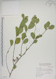中文名:菱葉捕魚木(S050710)學名:Grewia rhombifolia Kanehira & Sasaki(S050710)英文名:Rhombic-leaved Grewia