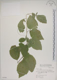 中文名:菱葉捕魚木(S063902)學名:Grewia rhombifolia Kanehira & Sasaki(S063902)英文名:Rhombic-leaved Grewia